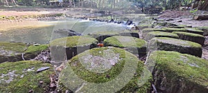 Unique Stone In Secret Garden of Perlis