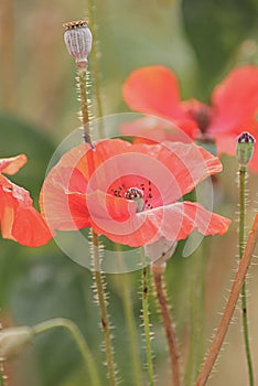 Secret Garden of Poppies