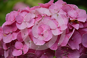 Beautiful flower violet sun.Symbol of the princess of the Sacred Roman Empire - a hydrangea