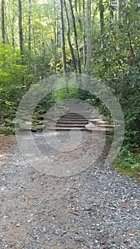 Hidden forest steps secret path