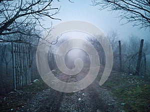 secret path in forest under the fog