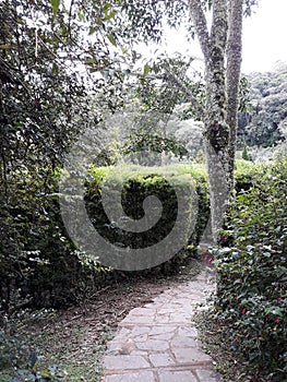 Secret path in the garden photo