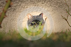 Secret spion in domestic cat disguise on top secret mission at neighborly garden. Important action for earn some information about