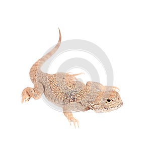 Secret Toad-Headed Agama on white