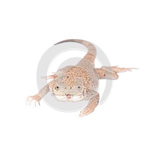 Secret Toad-Headed Agama on white