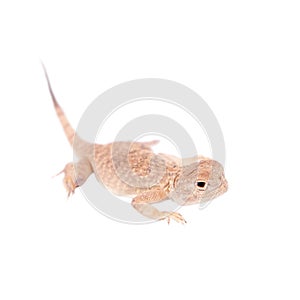 Secret Toad-Headed Agama on white