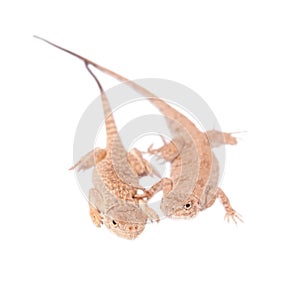 Secret Toad-Headed Agama on white