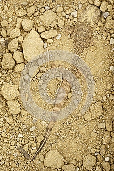 Secret Toadhead Agama (Phrynocephalus mystaceus)