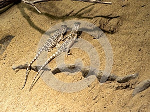 Secret Toadhead Agama, Phrynocephalus mystaceus, small lizard loves the sun, feeds on insects