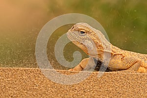 Secret Toadhead Agama or Phrynocephalus mystaceus. Toad-headed agama