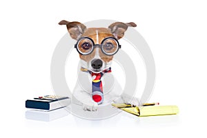 Secretary accountant dog