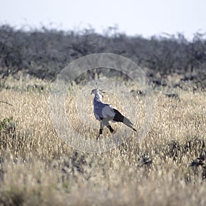 Secretary bird