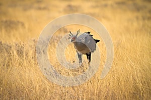 Secretary bird