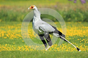 Secretary bird