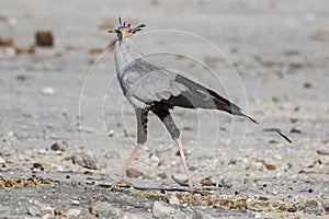 Secretary bird