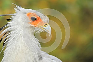 Secretary bird