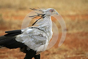 Secretary Bird photo