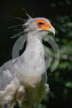 secretary bird