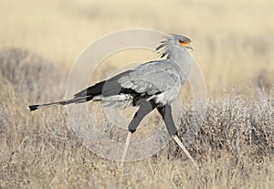 Secretary bird