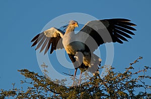 Secretary bird