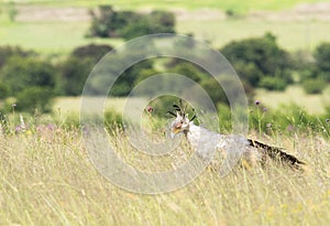 Secretary bird with bush background