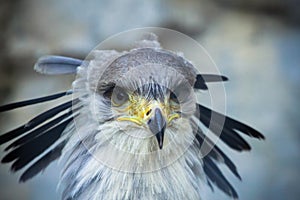 Secretary bird photo