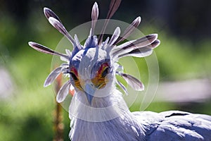 Secretary Bird