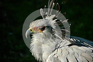 Secretary bird closeup is a raptor in Africa