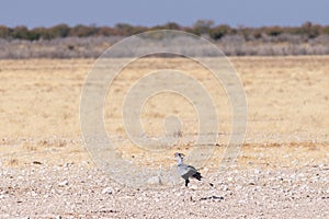 Secretary bird in Etosha