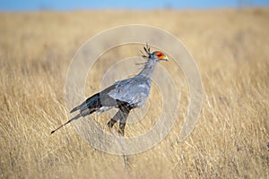 Secretary bird at etosha national Park