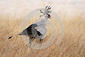 Secretary Bird, Etosha National Park