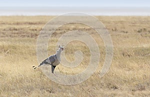 Secretary bird in Etosha park