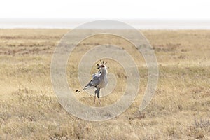 Secretary bird in Etosha park