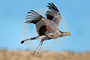 Secretary bird in flight