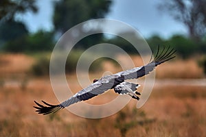 Secretary Bird fly, Sagittarius serpentarius, grey bird of prey flight, Okavango, Botswana in Africa. Wildlife scene from nature.