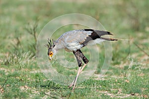 Secretary bird hunting - South Africa