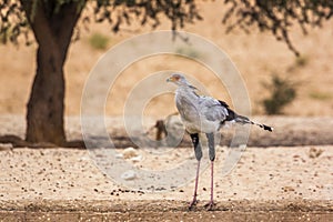 Secretary bird in Kgalagadi transfrontier park, South Africa