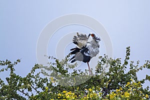 Secretary bird in Kruger National park, South Africa