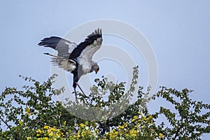 Secretary bird in Kruger National park, South Africa