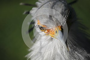 Secretary bird looking in your eyes, Sagittarius serpentarius, Tierpark Berlin