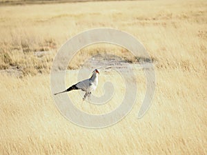 Secretary bird in the middle of field, Etosha National Park, Namibia