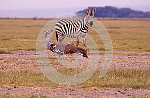 Secretary Bird and Plains Zebra  10860