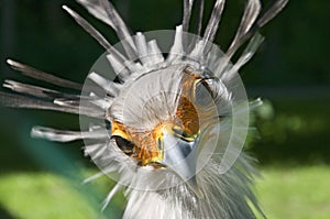 Secretary bird portrait
