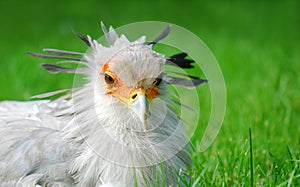 Secretary bird portrait