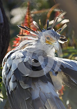 A secretary bird portrait with beatiful plumage