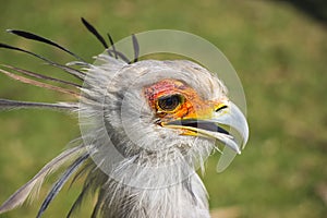 Secretary bird portrait