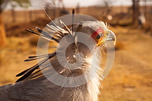 Secretary bird portrait