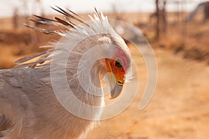 Secretary bird portrait with spread crest