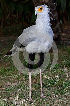 Secretary Bird of Prey