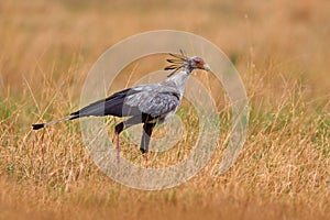 Secretary Bird, Sagittarius serpentarius, grey bird of prey with orange face, Okavango, Botswana in Africa. Wildlife scene from